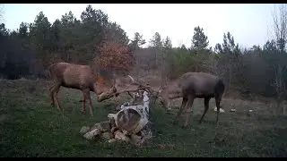 2024 YILININ İLK FOTOKAPAN KONTROLÜ / GEYİKLER DÖVÜŞÜYOR / BOYNUZ SESLERİ
