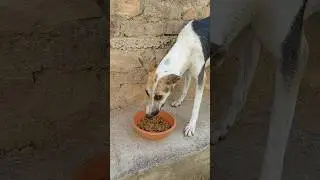 Doston🦊 Meri Dost Kitne Dino Baad Dikhai Di @SourWelogs #sourshy #dog #shorts #minivlog #adorable