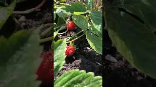 Сезон начался