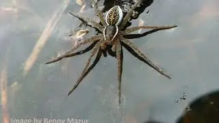 Six Spotted Fishing Spider