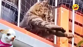 New Funny Animals 🐧 - Funniest CATS And DOGS 😺🐶 2024 F2