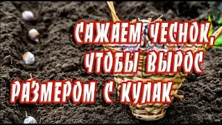 ➤ Сажаем чеснок, чтобы вырос размером с кулак ➤ Как правильно садить чеснок на зиму