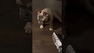 🥺 