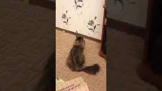 Кошка и резинка