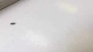 9 секунд из жизни паучка