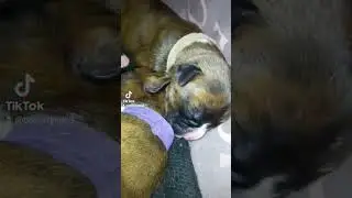 #немецкийбоксёр щенки/малышам 5 дней