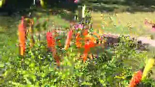 Random garden video