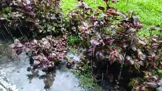 Barish ka maza