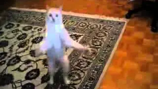 Котэ отжигает по полной