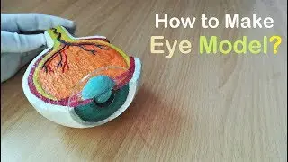 How to Make Model of Section of Eye Using Thermocol | Holiday Homework