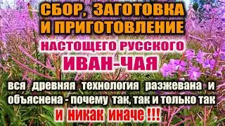 ИВАН-ЧАЙ. РУССКАЯ ЛЕГЕНДА. Мифы и единственно правильное приготовление настоящего Русского Иван-чая.
