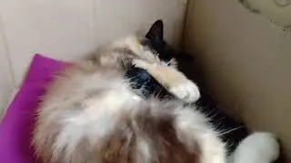 Маша родила котят🐱🐱🥰