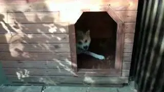 Питомник Амаину