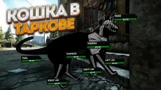 КОТЫ В ТАРКОВЕ?