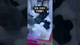 깜장 고양이 인형뽑기 #인형뽑기 #짱오락실 #뽑기 #뽑기뽀끼 #미니뽑기 #키링뽑기 #뽑기꿀팁 #광주오락실 #오락실 #광주데이트 #clawmachine  #cranegame