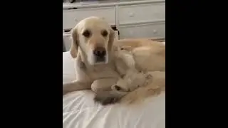 Video Kucing Lucu #2 #short #shorts #shortvideo #shortsvideo #shortsfeed