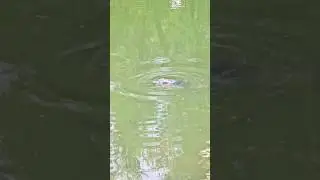 Hungry Channel Catfish #fishfeeding  #fishing #farmpond
