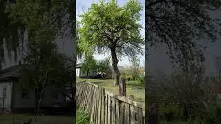 Тюльпаны за ровным забором#село