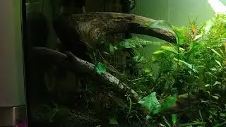Amano shrimp feeding