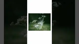 Spinnweben
