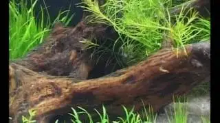 Подводное царство аквариума диск 3.
