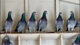 Racing Pigeons 400 Mile Futurity Race 2024 Young Bird