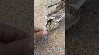 Осётр (Асиль Балыкъ)в песках Каспия!#shorts#история#каспийскоеморе#черепосетра#палестина