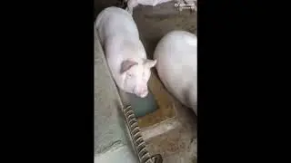 Piggy let is spirit soar