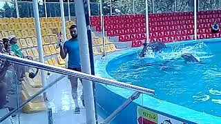 Дельфинарий Немо 2019! Алушта.