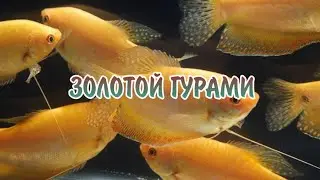 ЗОЛОТОЙ ГУРАМИ. СОДЕРЖАНИЕ И РАЗВЕДЕНИЕ