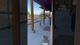 Thought we could sneak up on him. #dog #happydoghappylife #animals #happydog