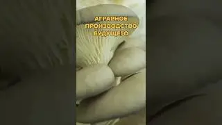 Так выглядит аграрное производство будущего