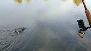 Рыбалка в Турове у Припяти
