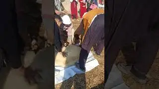 ذبح الخروف حلاوه الطاقه الشمسيه في وادي النطرون