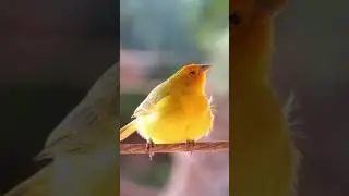 está uma festa lá no curral
