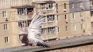 Летные голуби Луганска.