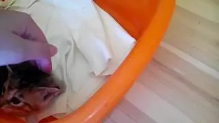 Niedliche Katze gefunden