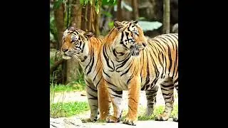 Tiger video||Bengal tiger🐯🐯||#shorts #bengaltiger