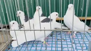 ИЖЕВСКИЕ ГОЛУБИ.