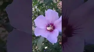 Bee Pollinating