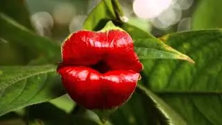 Самые красивые цветы в мире