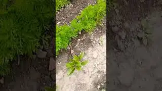 🍆🍓Овощные посадки🥒🍅