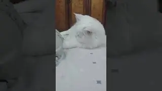Junior play mode #cat #catofyoutube