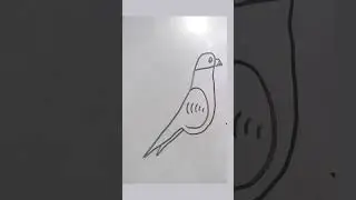 Parrot sketching 