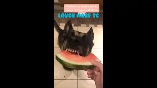 The friends never bear to grow up #15 - Funny dogs - Funny animal - Laugh more TG
