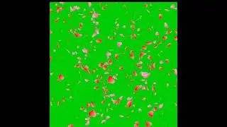 Heart shower! Green screen video! no copyright!#youtubeshorts #shortvideo !