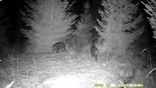 FOTOPAST STŘEDNÍ MORAVA 14, 12 -2024 #wildlife#forest#nature #myslivost#JAGD#woods#POLOWANIE#HUNTING
