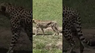 Cheetah brothers Walking
