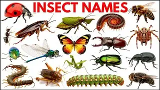 Insect Names | Learn 25 Insects & Bugs Names for Kids  in English | Names of insects 