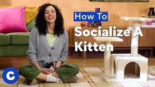 How To Socialize A Kitten | Chewtorials